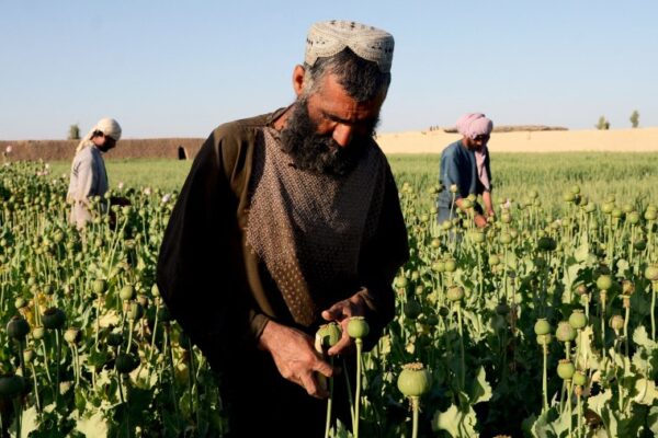 Taliban announce ban on poppy production in Afghanistan￼