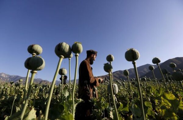 Taliban Poppy Ban Worsens Poverty in Afghanistan, Experts Warn￼