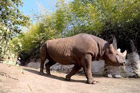 Making Every Workout Count? Watch A Rhino’s Not So Casual Morning Jog